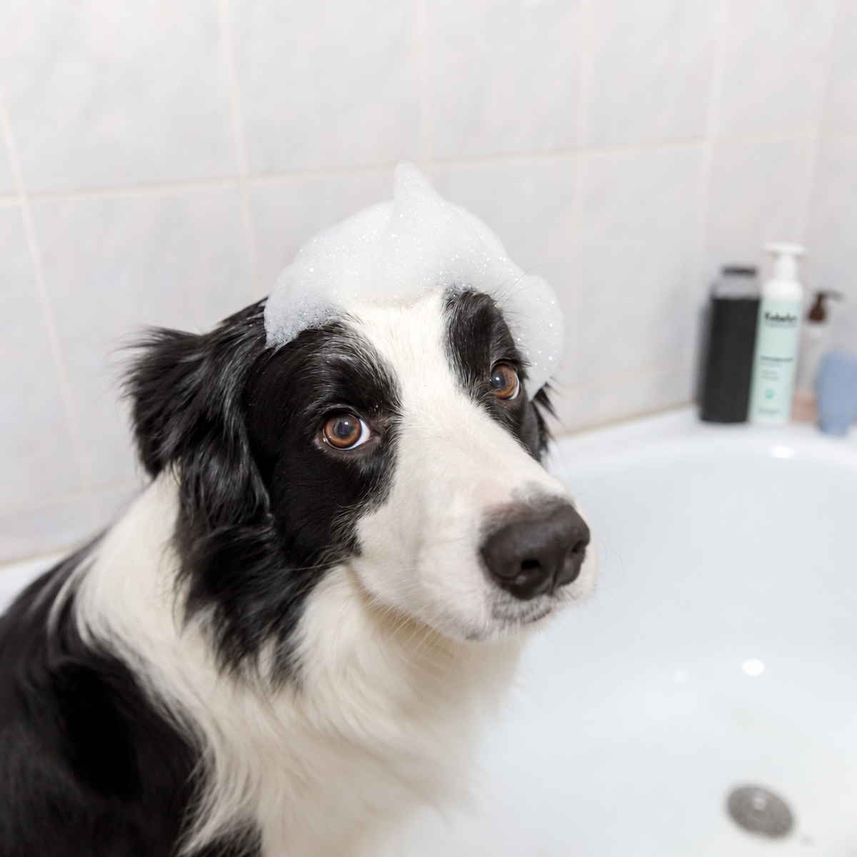 Hundeconditioner Easy Smooth – Spülung zum Entfilzen